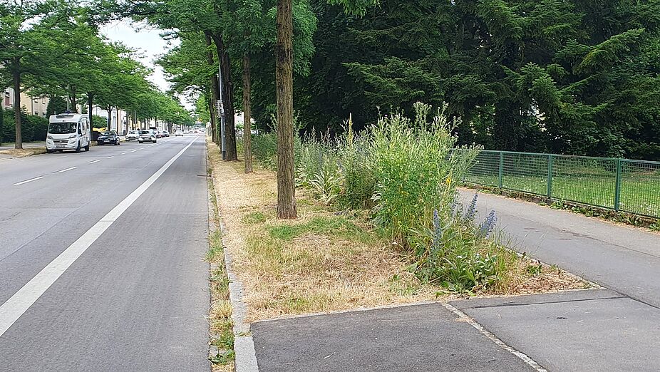Auf dem neuen breiten Grünstreifen wurde sogar ein Blühstreifen angelegt.